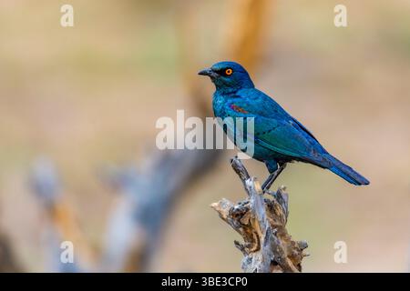Simbabwe, Provinz Matabeleland septentrional, Bezirk Hwange, Nationalpark Hwange, Rotschulterchen Choucador (Lamprotornis nitens) Stockfoto