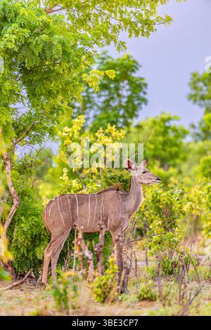 Simbabwe, Provinz Matabeleland septentrional, Bezirk Hwange, Nationalpark Hwange, Kudu (Tragelaphus strepsiceros) weiblich Stockfoto