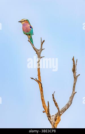 Simbabwe, Provinz Matabeleland septentrional, Bezirk Hwange, Nationalpark Hwange, Langschwanzwalze (Coracias caudatus) Stockfoto