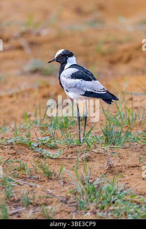 Simbabwe, Provinz Matabeleland septentrional, Bezirk Hwange, Nationalpark Hwange, Lapwing (Vanellus armatus) Stockfoto