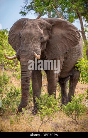 Simbabwe, Provinz Matabeleland septentrional, Bezirk Hwange, Nationalpark Hwange, afrikanischer Elefant (Loxodonta africana) Stockfoto