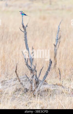 Simbabwe, Provinz Matabeleland septentrional, Bezirk Hwange, Nationalpark Hwange, Langschwanzwalze (Coracias caudatus) Stockfoto