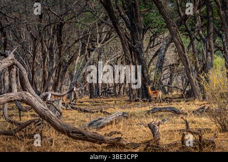 Simbabwe, Provinz Matabeleland septentrional, Bezirk Hwange, Nationalpark Hwange, Impala männlich (Aepyceros melampus) Stockfoto