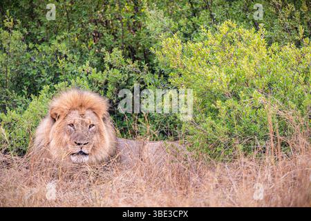 Simbabwe, Provinz Matabeleland septentrional, Bezirk Hwange, Nationalpark Hwange, Löwe (Panthera leo) Stockfoto