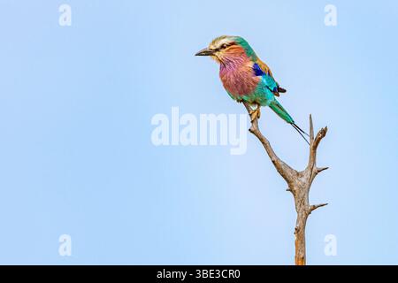 Simbabwe, Provinz Matabeleland septentrional, Bezirk Hwange, Nationalpark Hwange, Langschwanzwalze (Coracias caudatus) Stockfoto