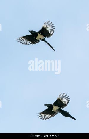 Zwei eurasische Elpen schweben anmutig durch einen klaren blauen Himmel mit ihrem markanten schwarz-weißen Gefieder, das vor der hellen Kulisse deutlich sichtbar ist Stockfoto