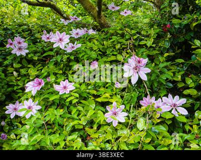 Dunkle gebänderte Pibk-Blüten des harten Kletterers Clematis „Nelly Moser“ im späten Frühjahr Stockfoto