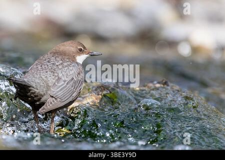Im rauschenden Fluss, Porträt des europäischen Pendelers (Cinclus cinclus) Stockfoto