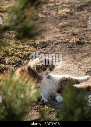 Eine Katze, die in der Sonne auf dem Garten ruht Stockfoto