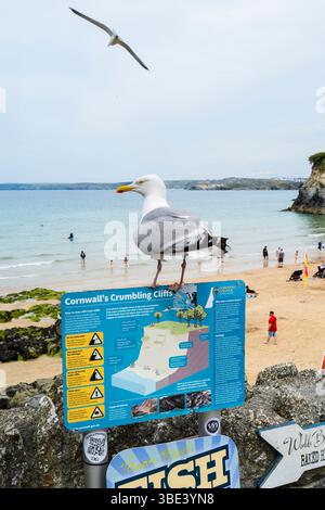 Ein erwachsener europäischer Heringsumber Larus argentatus stand auf einem Schild am Towan Beach in Newquay in Cornwall, Großbritannien. Stockfoto
