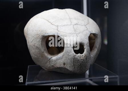 Knochen und Schädel der riesigen Galapagos-Schildkröte. Meeresschildkrötenschädel. Stockfoto