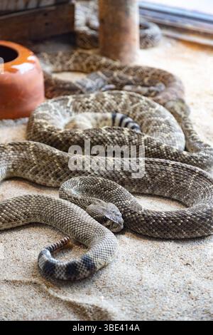 Die Schlange ist braun und hat einen langen, dünnen Körper. Eine Klapperschlange liegt auf dem Sand, mit dem Kopf zur Kamera gerichtet. Stockfoto