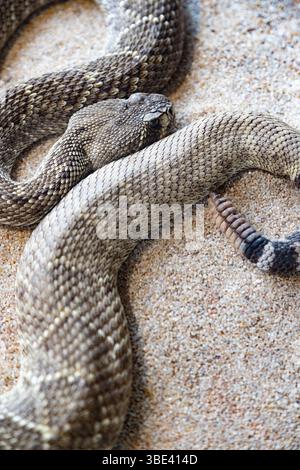 Die Schlange ist braun und hat einen langen, dünnen Körper. Eine Klapperschlange liegt auf dem Sand, mit dem Kopf zur Kamera gerichtet. Stockfoto