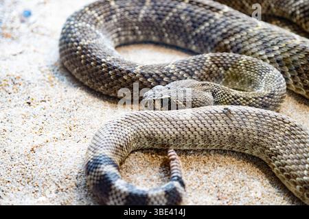 Die Schlange ist braun und hat einen langen, dünnen Körper. Eine Klapperschlange liegt auf dem Sand, mit dem Kopf zur Kamera gerichtet. Stockfoto