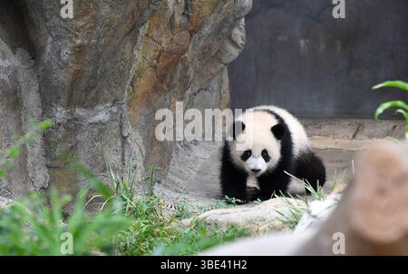 Hongkong, Chinas Hongkong. Mai 2025. Das weibliche Riesenpandabuhn Jia Jia spielt am 27. Mai 2025 in der Giant Panda Adventure Area des Ocean Park Hong Kong im südchinesischen Hongkong. Die ersten vor Ort geborenen Riesenpandabubs hießen Jia Jia und de de, wie der Ocean Park Hong Kong hier am Dienstag bekannt gab. Das Paar Riesenpandabuppen wurde im vergangenen August geboren und ihre Eltern sind Ying Ying und Le Le, die riesigen Pandas, die von der Zentralregierung der Sonderverwaltungsregion Hongkong (HKSAR) geschenkt wurden. Quelle: Chen Duo/Xinhua/Alamy Live News Stockfoto