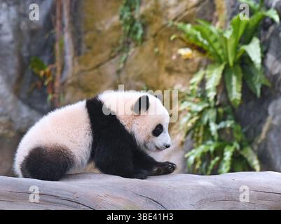 Hongkong, Chinas Hongkong. Mai 2025. Das weibliche Riesenpandabuhn Jia Jia spielt am 27. Mai 2025 in der Giant Panda Adventure Area des Ocean Park Hong Kong im südchinesischen Hongkong. Die ersten vor Ort geborenen Riesenpandabubs hießen Jia Jia und de de, wie der Ocean Park Hong Kong hier am Dienstag bekannt gab. Das Paar Riesenpandabuppen wurde im vergangenen August geboren und ihre Eltern sind Ying Ying und Le Le, die riesigen Pandas, die von der Zentralregierung der Sonderverwaltungsregion Hongkong (HKSAR) geschenkt wurden. Quelle: Chen Duo/Xinhua/Alamy Live News Stockfoto