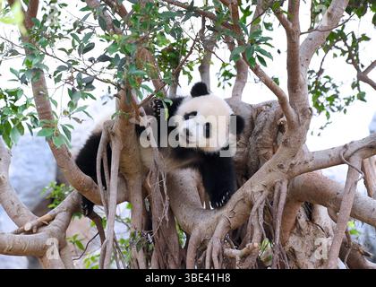 Hongkong, Chinas Hongkong. Mai 2025. Der männliche Riesenpandabub de de spielt am 27. Mai 2025 im Giant Panda Adventure Area des Ocean Park Hong Kong, südchinesisches Hongkong. Die ersten vor Ort geborenen Riesenpandabubs hießen Jia Jia und de de, wie der Ocean Park Hong Kong hier am Dienstag bekannt gab. Das Paar Riesenpandabuppen wurde im vergangenen August geboren und ihre Eltern sind Ying Ying und Le Le, die riesigen Pandas, die von der Zentralregierung der Sonderverwaltungsregion Hongkong (HKSAR) geschenkt wurden. Quelle: Chen Duo/Xinhua/Alamy Live News Stockfoto