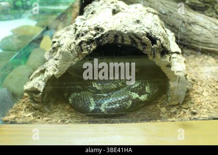 Eine grüne Schlange mit Flecken versteckt hinter einem Stein im Zoo. Reptilienhaltung. Stockfoto