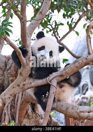 Hongkong, Chinas Hongkong. Mai 2025. Der männliche Riesenpandabub de de spielt am 27. Mai 2025 im Giant Panda Adventure Area des Ocean Park Hong Kong, südchinesisches Hongkong. Die ersten vor Ort geborenen Riesenpandabubs hießen Jia Jia und de de, wie der Ocean Park Hong Kong hier am Dienstag bekannt gab. Das Paar Riesenpandabuppen wurde im vergangenen August geboren und ihre Eltern sind Ying Ying und Le Le, die riesigen Pandas, die von der Zentralregierung der Sonderverwaltungsregion Hongkong (HKSAR) geschenkt wurden. Quelle: Chen Duo/Xinhua/Alamy Live News Stockfoto