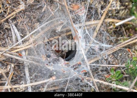 Labyrinth spider (Agelena labyrinthica) an der Kante der Trichterförmigen Nest an einem Surrey Heide Ort in England Stockfoto