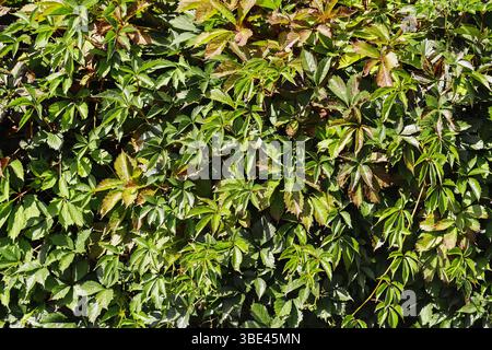 Grüne, kletternde Efeuwand. Natürlicher pflanzlicher Hintergrund. Dichtes, frisches Laub. Umweltfreundliche Textur für den Außenbereich. Garten Natur Szene. Wilde Vegetationsmuster. Stockfoto