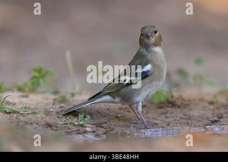 Weibliche Eurasische Buchinchen, gewöhnliche Buchinchen oder einfach der Buchinch (Fringilla coelebs شرشور العصافة المألوف) auf dem Boden Chaffinch sind nicht migr Stockfoto