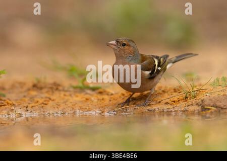 Männliche Eurasische Buchinchen, gewöhnliche Buchinchen oder einfach der Buchinch (Fringilla coelebs شرشور العصافة المألوف) auf dem Boden Chaffinch sind nicht migrat Stockfoto