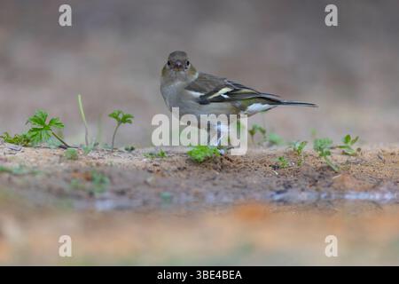 Weibliche Eurasische Buchinchen, gewöhnliche Buchinchen oder einfach der Buchinch (Fringilla coelebs شرشور العصافة المألوف) auf dem Boden Chaffinch sind nicht migr Stockfoto