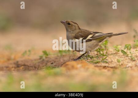 Weibliche Eurasische Buchinchen, gewöhnliche Buchinchen oder einfach der Buchinch (Fringilla coelebs شرشور العصافة المألوف) auf dem Boden Chaffinch sind nicht migr Stockfoto