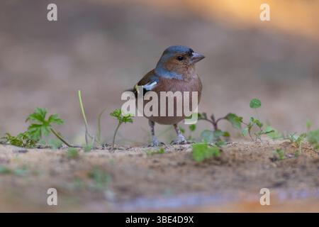 Männliche Eurasische Buchinchen, gewöhnliche Buchinchen oder einfach der Buchinch (Fringilla coelebs شرشور العصافة المألوف) auf dem Boden Chaffinch sind nicht migrat Stockfoto
