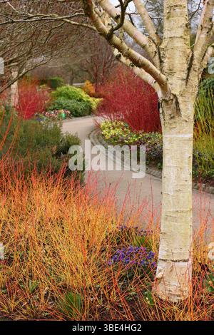 RHS Garden Harlow Carr Winterspaziergang mit Betula utilis subsp. Jacquemontii-Baum, Cornus Midwinter Fire, Pulmonaria Blue Ensign, Hellebores und vieles mehr. Stockfoto