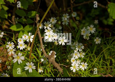 Die gewöhnlichen, aber attraktiven sternförmigen Blüten des großen Stitchworts geben dieser Pflanze ihren gemeinsamen Namen Stern von Bethlehem. Stockfoto