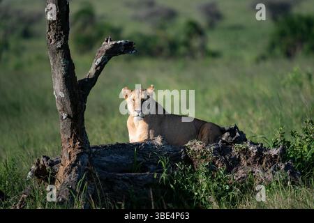 Löwin ruht sich aus und starrt nach vorne im Serengeti Nationalpark Stockfoto