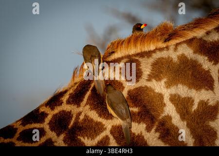 Rotschnabelspecht auf Giraffen in der Serengeti Stockfoto