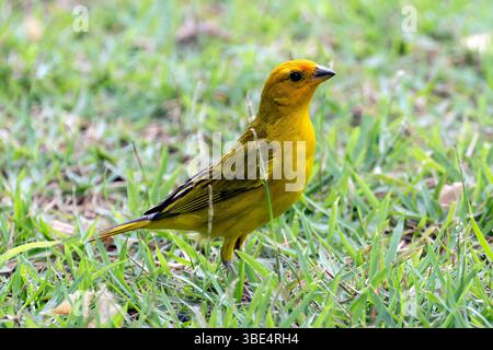 Eine weibliche Safranfinke (Sicalis flaveola) Stockfoto
