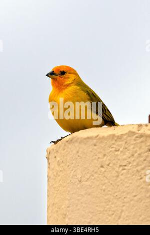 Eine männliche Safranfinke. Safranfiinch sind Arten, die in Hawaii eingeführt werden Stockfoto