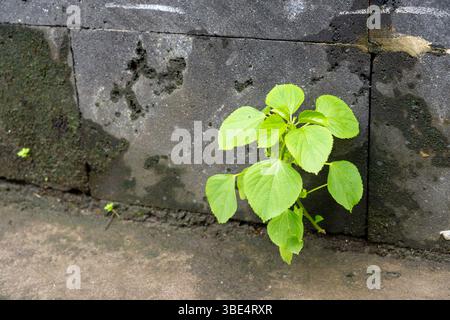 Ziegelmauer mit grünem Moos, das darauf wächst. Das Moos bedeckt die Wand und die Ziegel Stockfoto