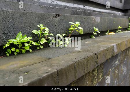 Ziegelmauer mit grünem Moos, das darauf wächst. Das Moos bedeckt die Wand und die Ziegel Stockfoto