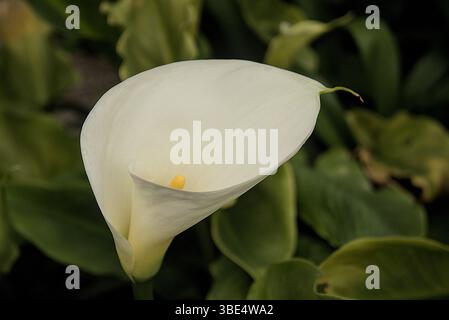 Calla-Lilie mit winzigen Wassertropfen an den Rändern Stockfoto