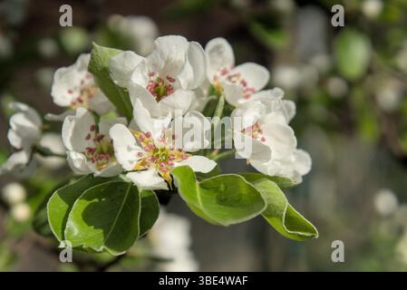 Weiße Blüten blühen auf einem Pyrus-Baum (Birnenbaum) in Corfino, Italien Stockfoto