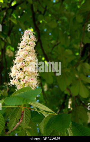Rosskastanie Blume blüht im Frühling mit grünen Blättern Hintergrund Stockfoto