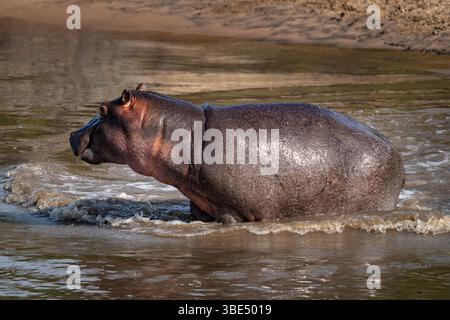 Flusspferde, die durch Flusswasser waten, Serengeti, Tansania Stockfoto