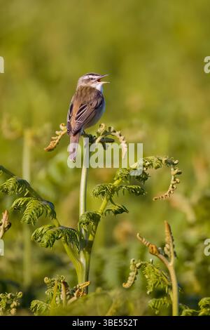 Segge Warbler singt von der Spitze eines Bracken-Fronds auf Skokholm Island Wales Stockfoto