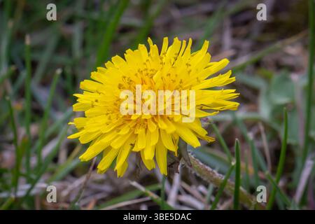 Nahaufnahme einer lebhaften gelben Löwenzahn-Blüte auf einem Grasfeld Stockfoto