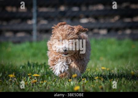 Fröhliches Hündchen, das bei sonnigem Wetter durch ein grünes Grasfeld läuft Stockfoto