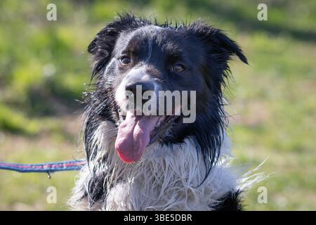 Der verspielte Border Collie genießt einen sonnigen Tag in der Natur Stockfoto