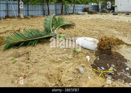 Entwurzelte Palme auf einer Sandbaustelle mit Trümmern, Wurzeln freigelegt und Zäune im Hintergrund, gefällte Palme Stockfoto