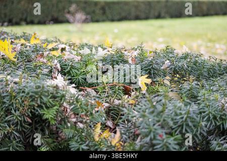 Ein Rasen mit gelben und goldenen gefallenen Blättern, mit grünen Büschen im Vordergrund und einem Baumstamm auf der linken Seite. Stockfoto