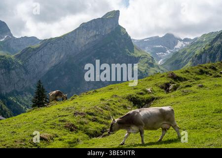 Eine malerische Szene am Seealpsee in der Schweiz zeigt Kühe, die friedlich auf saftig grünen Wiesen vor dem Hintergrund der majestätischen bergwelt weiden Stockfoto