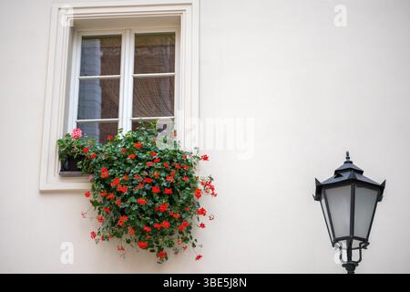 Ein helles Fassadenfenster mit weißen Rahmen, unter dem sich ein Blumenkasten mit üppig blühenden roten Blumen und grünen Blättern befindet, und daneben ist ein schwarzes Stockfoto